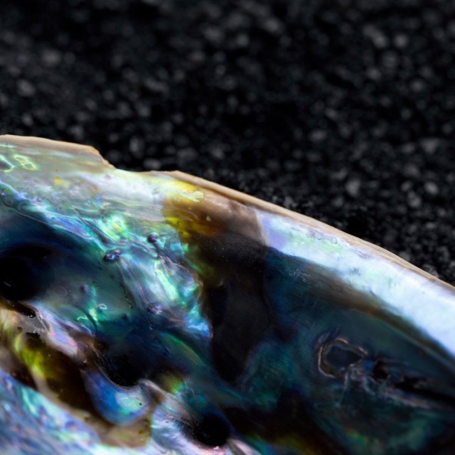 Very close shot of an iridescent shell. 